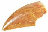 Serrated Raptor Tooth - Real Dinosaur Tooth #364708-1